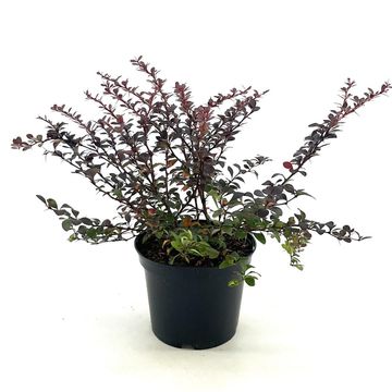Berberis thunbergii 'Dart's Red Lady'