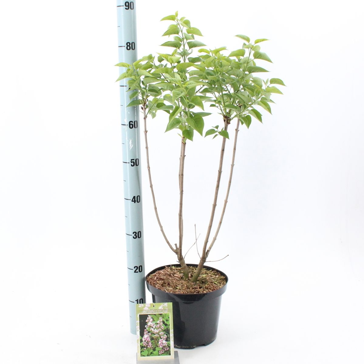 Syringa Beauty of Moscow - Scented Lilac Garden Shrub 3L Pot