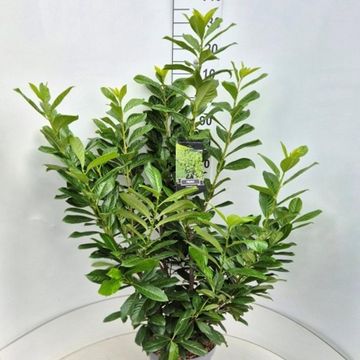 Prunus laurocerasus 'Novita'