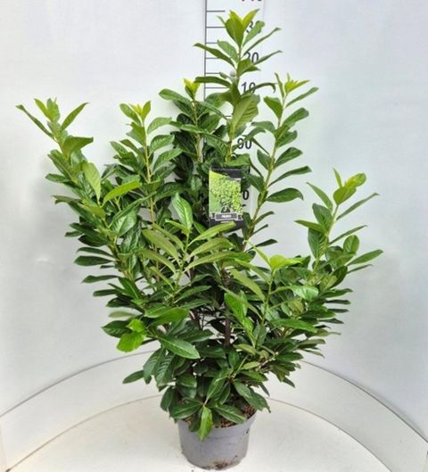 Prunus laurocerasus 'Novita'