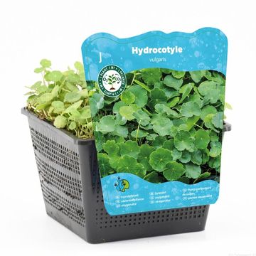 Hydrocotyle vulgaris