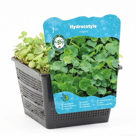 Hydrocotyle vulgaris