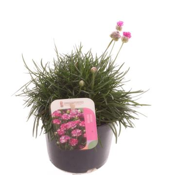 Armeria maritima 'Rosea'