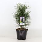 Pinus nigra 'Грин Тауэр'