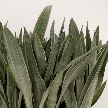 Sansevieria metallica