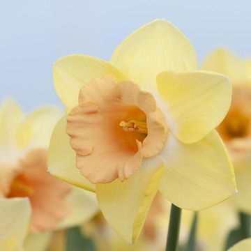 Narcissus 'Tom Pouce'