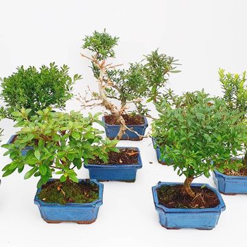Bonsai MIX