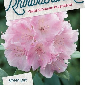 Rhododendron 'Dreamland' (Y)