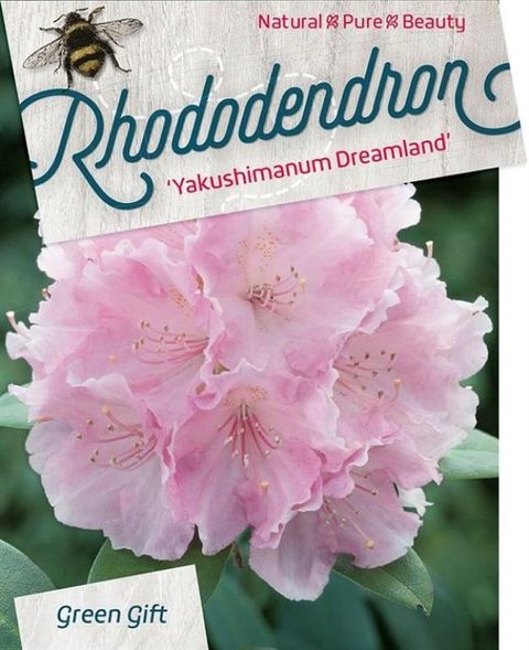 Rhododendron 'Dreamland' (Y)