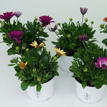 Osteospermum MIX