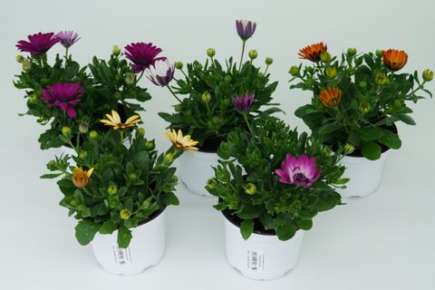 Osteospermum MIX