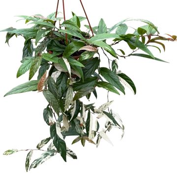 Ficus sagittata 'Variegata Pink'