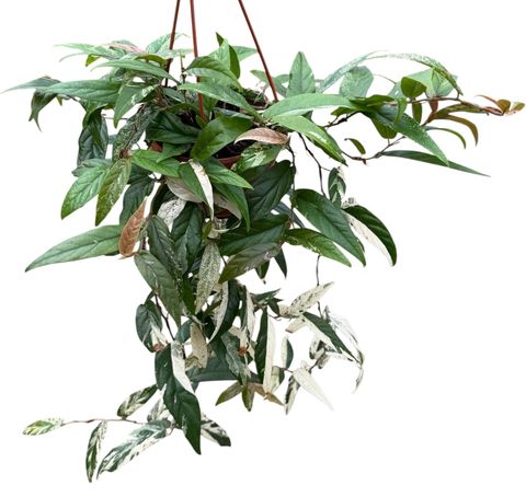 Ficus sagittata 'Variegata Pink'