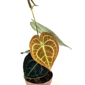 Anthurium clarinervium