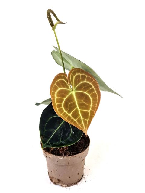 Anthurium clarinervium