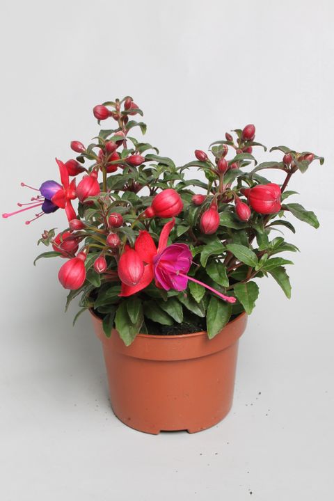 Fuchsia BELLA FUCHSIA SACHA