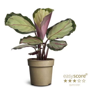 Calathea 'Corona'