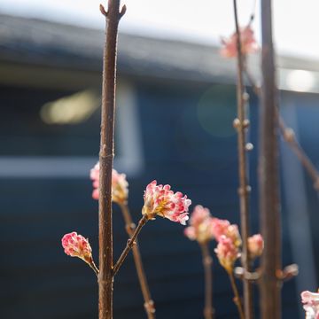 Viburnum x bodnantense 'Charles Lamont'