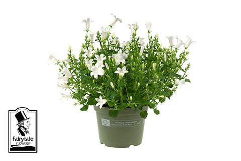 Campanula portenschlagiana 'White Get Mee'