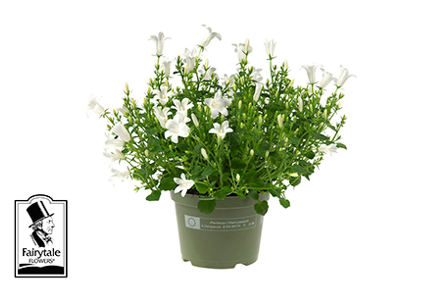 Campanula portenschlagiana 'White Get Mee' — Plant Wholesale FlorAccess