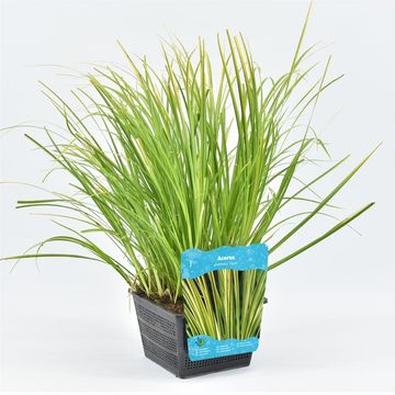Acorus gramineus 'Ogon'