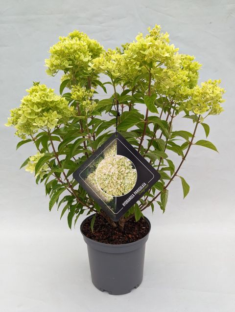 Hydrangea paniculata 'Bee Green'