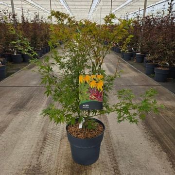 Acer palmatum 'Wilson's Pink Dwarf'