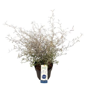 Corokia 'Maori Silver'