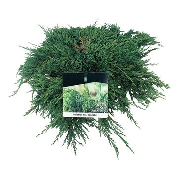 Juniperus horizontalis 'Pancake'