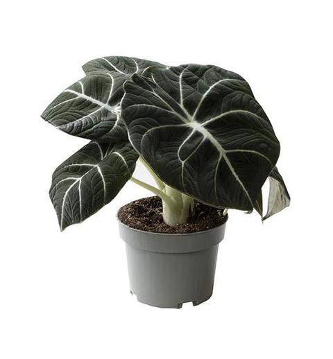 Alocasia 'Black Velvet'