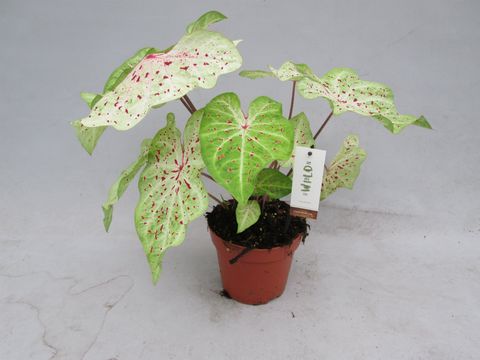 Caladium 'Miss Muffet'