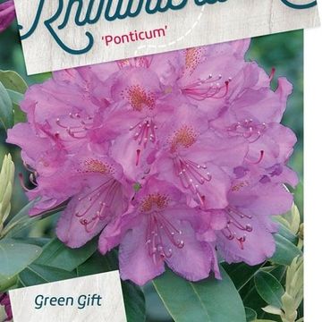 Rhododendron ponticum