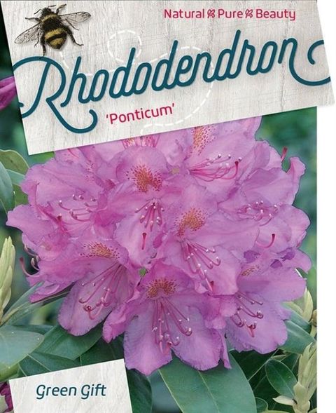 Rhododendron ponticum