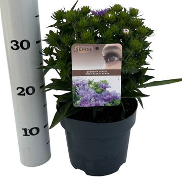 Stokesia laevis 'Mels Blue'