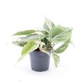Filodendron scandens 'Rio'