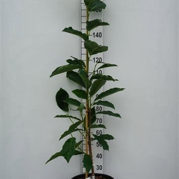 Magnolia 'Joli Pompon'