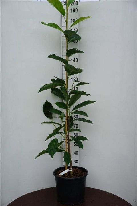 Magnolia 'Joli Pompon'