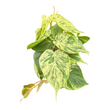 Philodendron hederaceum 'Variegata'