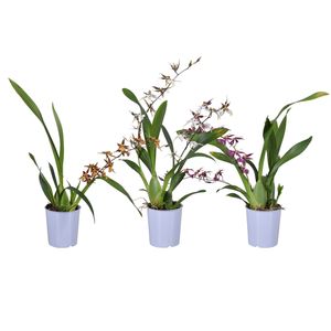 Orchids MIX