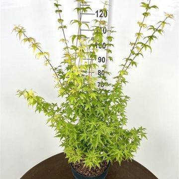 Acer palmatum 'Bi-hoo'