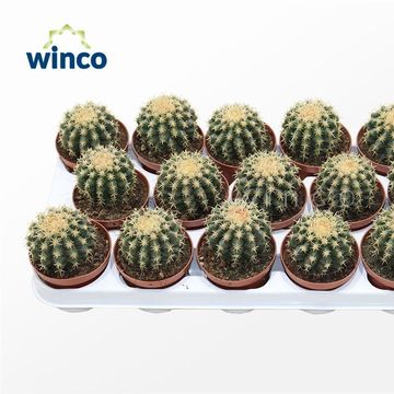 Echinocactus grusonii brevispinus