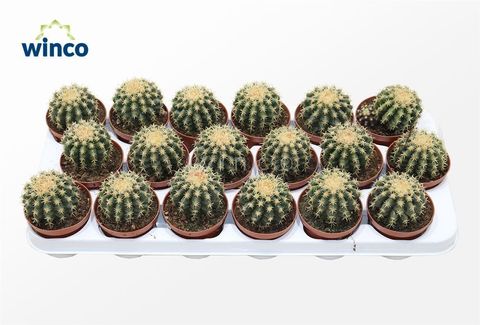 Echinocactus grusonii brevispinus