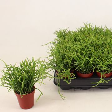 Rhipsalis baccifera 'Oasis'