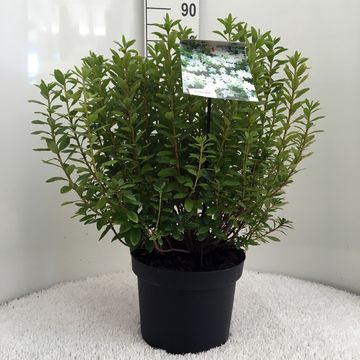 Rhododendron 'Luzi' (AJ)