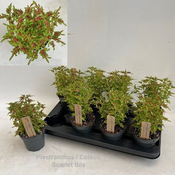 Plectranthus 'Scarlet Ibis'