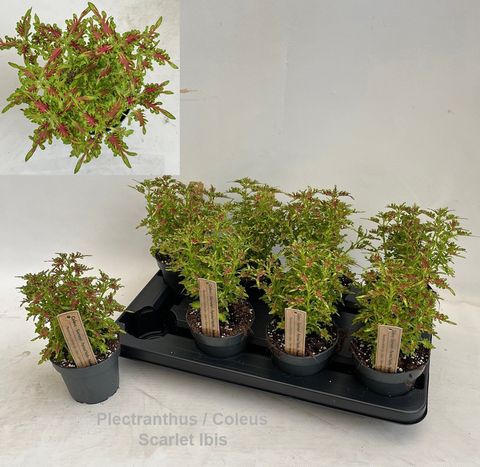Plectranthus 'Scarlet Ibis'