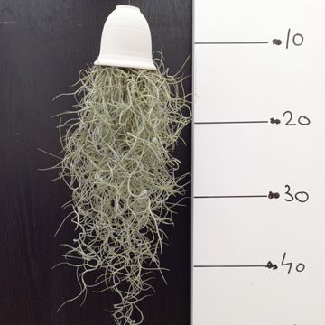 Tillandsia usneoides