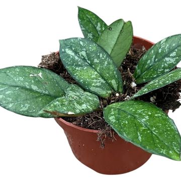 Hoya 'Crassipetiolata Splash'