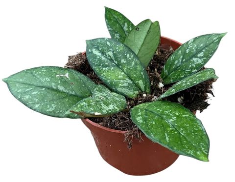 Hoya 'Crassipetiolata Splash'