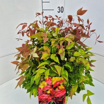 Nandina domestica BLUSH PINK